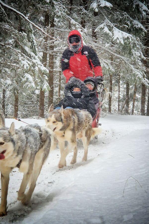 husky-dog-sledding-transylvania (1)